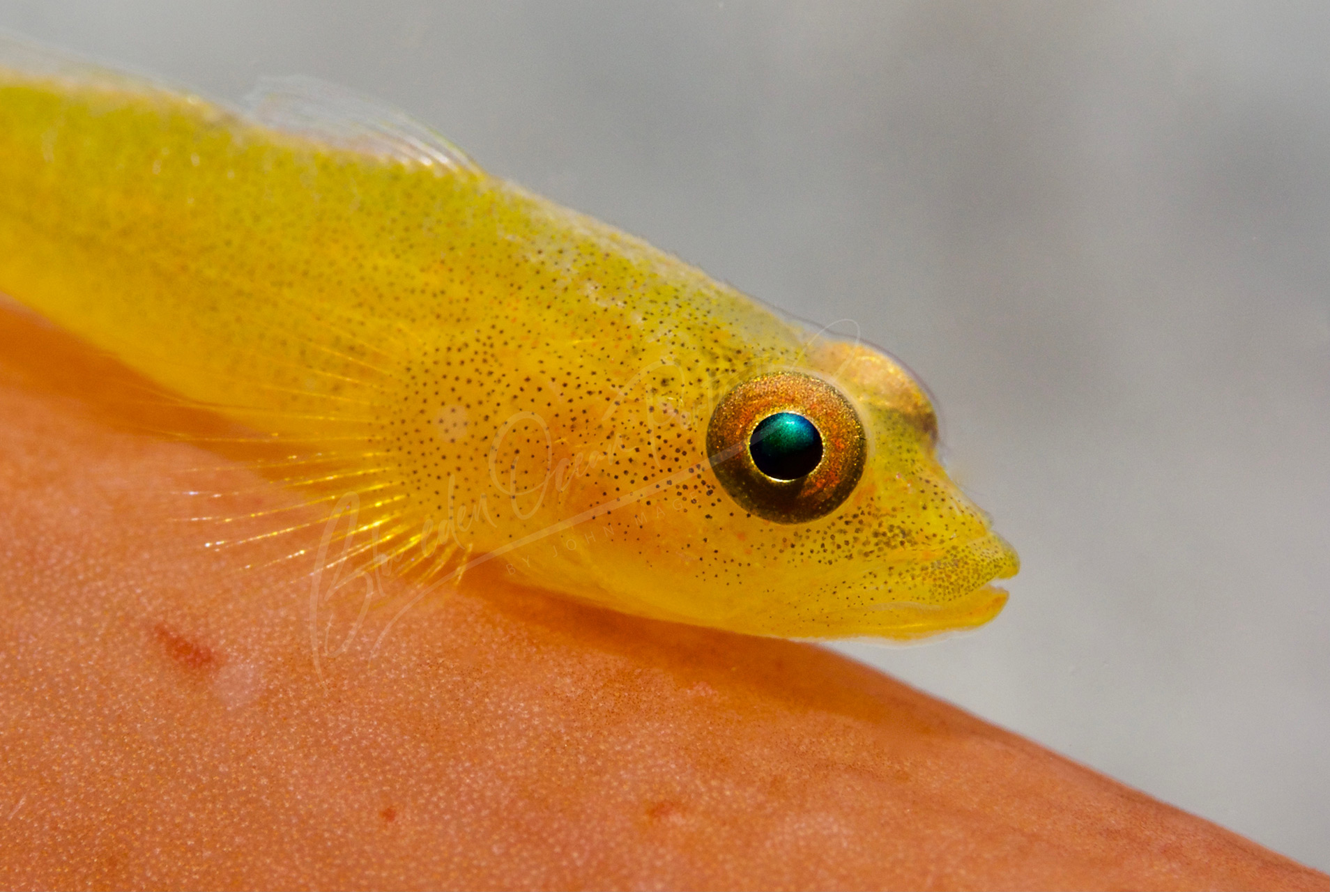 BE-Yellow Goby