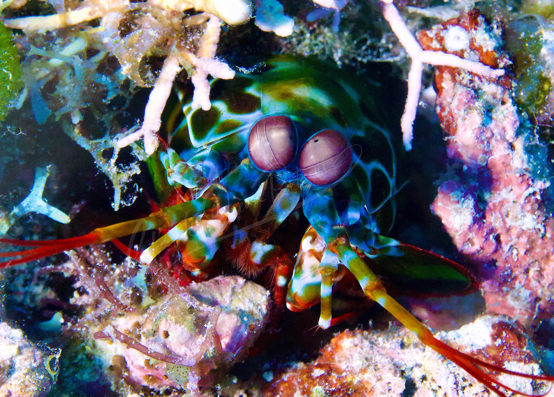 BE-Mantis Shrimp